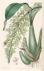 Gomesa crispa